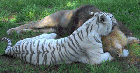 заказать парня, золотой дождь, свинг-вечеринка, стриптизер в Москве, массажист для дамы, парня на девичник, сексуальный Дед Мороз, парня на групповушку снять заказать, стриптизера пригласить 